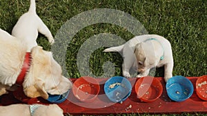 Labrador retriever mother clean puppy feeding bowls