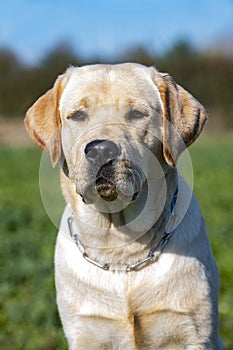 Labrador retriever in nature