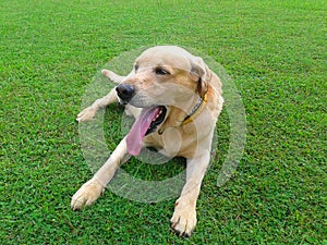 Labrador retriever panting