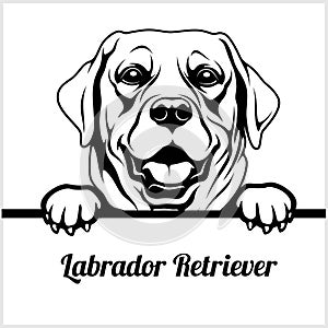 Labrador Retriever - Peeking Dogs - - breed face head isolated on white