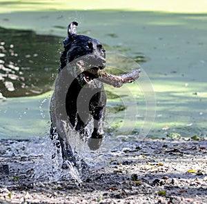 Labrador retriever playing fetch with a stick in the water.