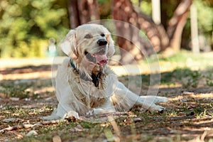 Labrador Retriever playing in nature