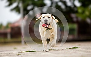 Labrador retriever playing in park