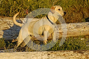 Labrador Retriever pointing photo
