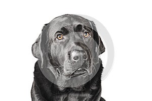 Labrador retriever portrait. Black dog adult isolate