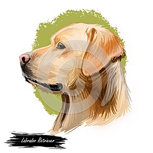 Labrador retriever portrait of purebred digital art illustration. Canadian mammal gun dog, hunting breed originated in