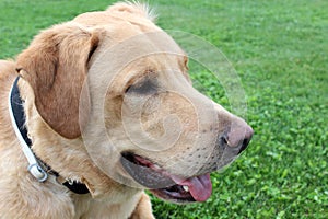 Labrador retriever profile photo