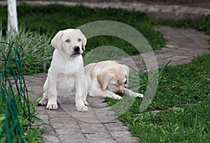 Labrador (retriever) puppies