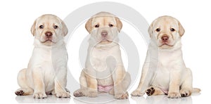 Labrador retriever puppies