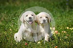 Labrador retriever puppies