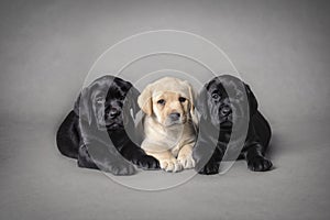 Labrador retriever puppies