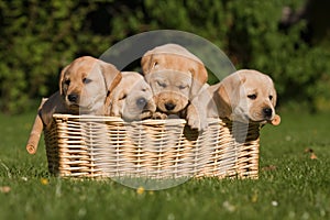 Labrador Retriever puppies in a basket