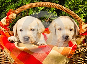 Labrador retriever puppies in a basket