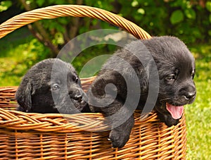 Labrador retriever puppies in a basket