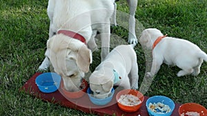 Labrador retriever puppies finish eating while their mother clean their bowls