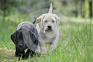 Labrador retriever puppies in garden