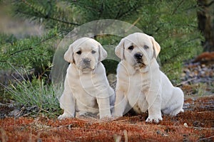 Labrador retriever puppies in garden
