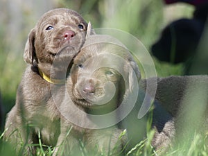 Labrador retriever puppies Silver in gras