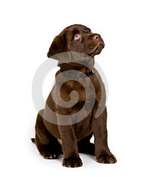 Labrador Retriever puppy