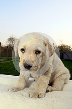 Labrador retriever puppy 11