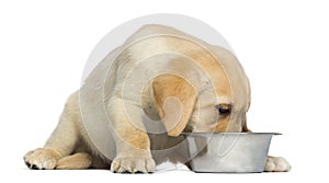 Labrador Retriever Puppy, 2 months old, eating from his dog bowl