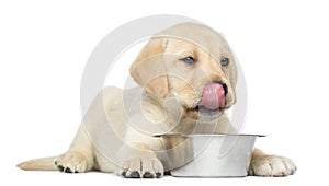 Labrador Retriever Puppy, 2 months old, licking his lips