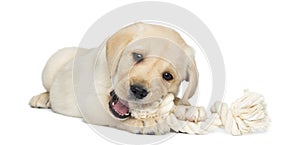 Labrador Retriever Puppy, 2 months old, lying and chewing a rope