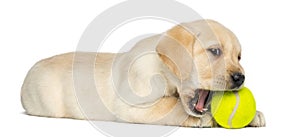 Labrador Retriever Puppy, 2 months old, lying and chewing a tennis ball