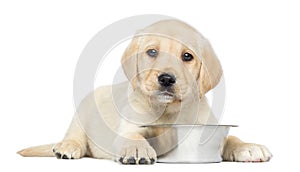 Labrador Retriever Puppy, 2 months old, lying down with metallic dog bowl
