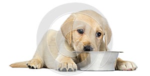 Labrador Retriever Puppy, 2 months old, lying down with metallic dog bowl