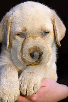 Labrador retriever puppy