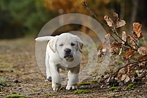 Labrador retriever puppy