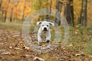 Labrador retriever puppy