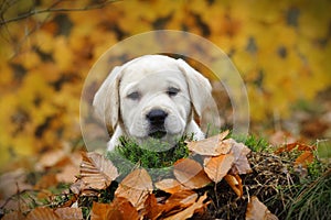 Labrador retriever puppy