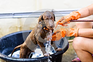 Labrador Retriever puppy bathing with soap