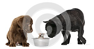 Labrador Retriever Puppy, French Bulldog, Garden mouse