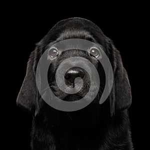 Labrador Retriever puppy isolated on black background