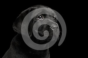 Labrador Retriever puppy isolated on black background