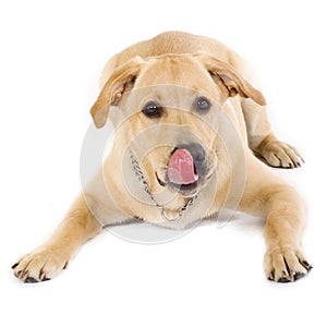 Labrador retriever puppy licking his mouth