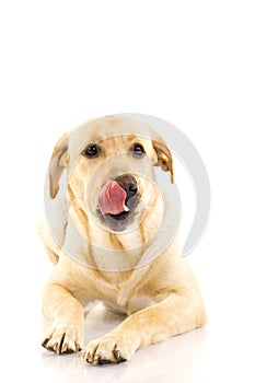 Labrador retriever puppy licking his mouth