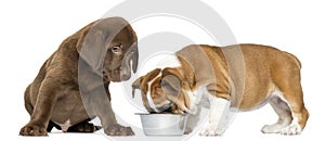 Labrador retriever puppy looking at an English Bulldog eating