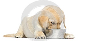 Labrador Retriever Puppy lying and eating from his bowl