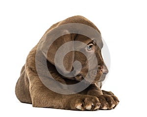 Labrador Retriever Puppy lying and looking down, 2 months old