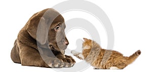 Labrador Retriever Puppy lying and looking at a playful kitten