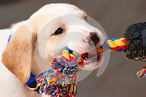 Labrador retriever puppy playing tug of war