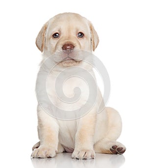 Labrador retriever puppy portrait