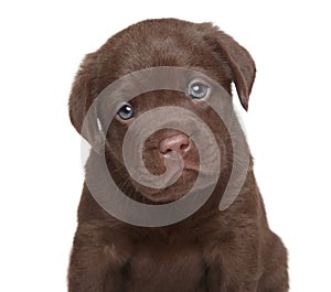 Labrador retriever puppy, portrait