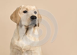 Labrador retriever puppy portrait glancing away on a creme colored background