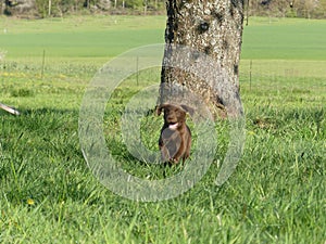 Labrador Retriever puppy run in Nature