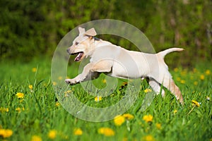 Labrador retriever puppy running in a spring meadow